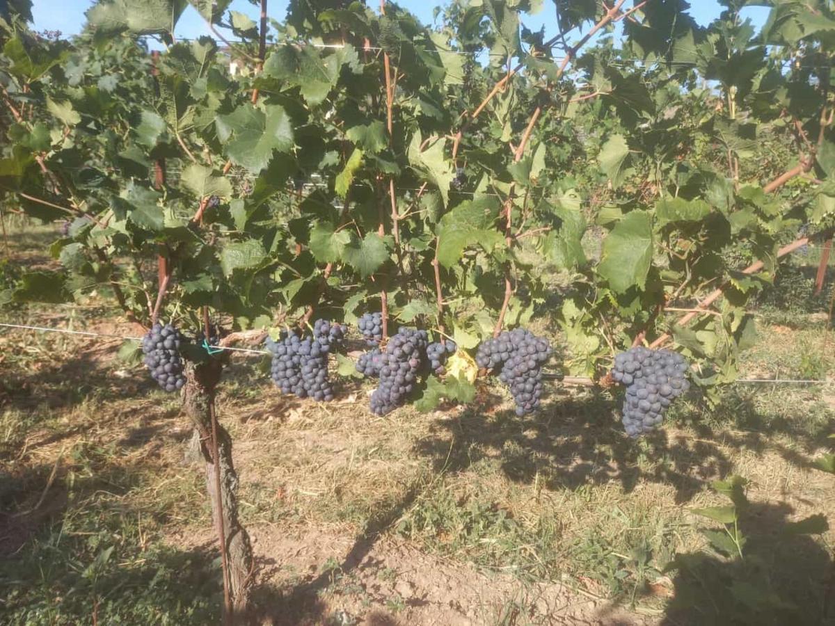 Agriturismo Fioralba 폴페나체 델 가르다 외부 사진