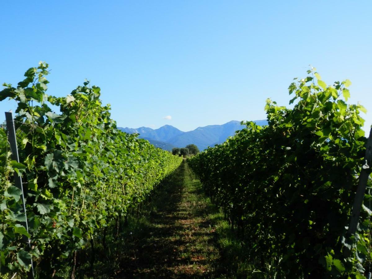 Agriturismo Fioralba 폴페나체 델 가르다 외부 사진